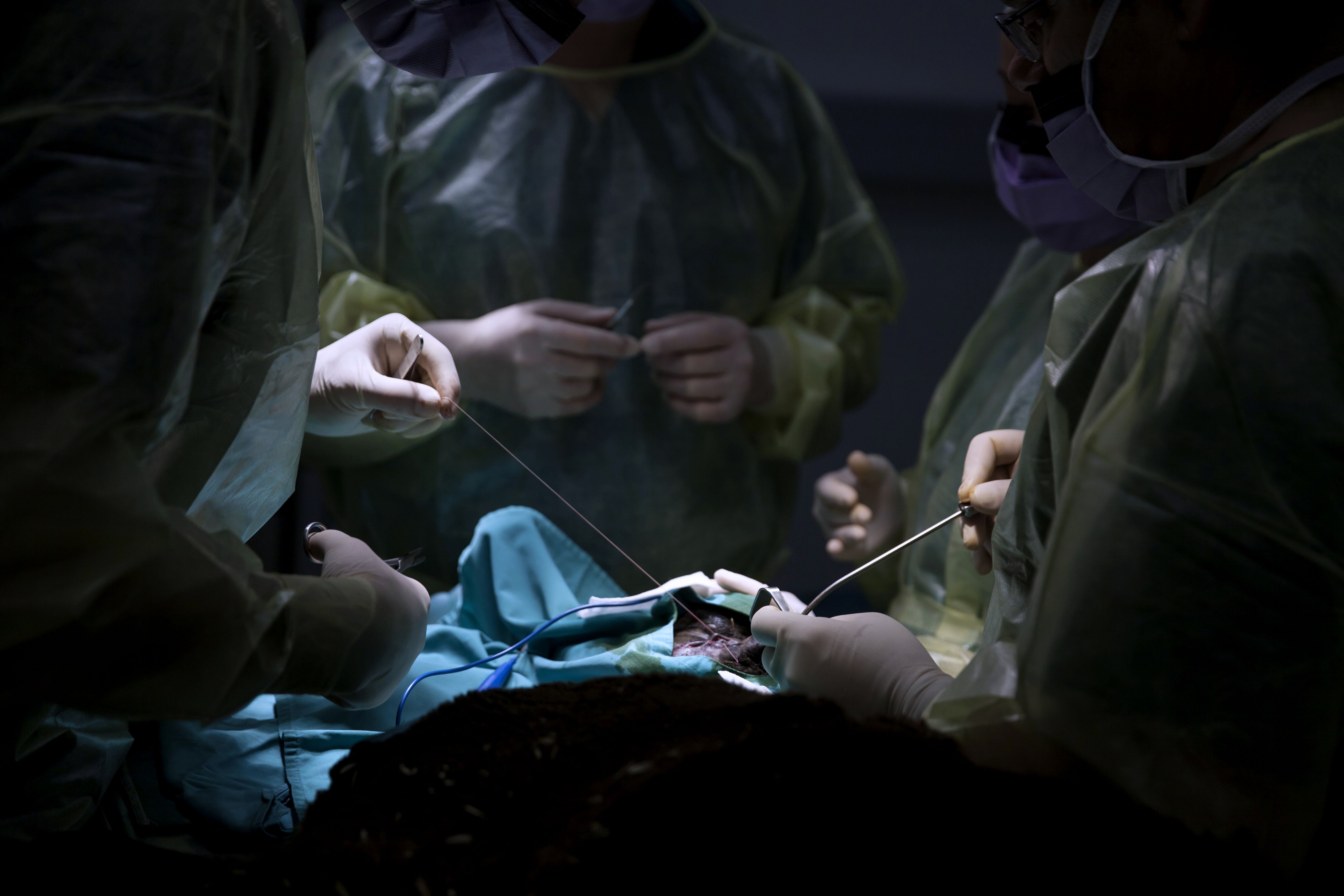 Operação a ovelha, na Faculdade de Medicina Veterinária de Lisboa. Eduardo Martins